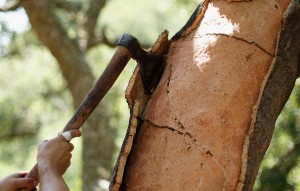 Cork Harvest in Spain