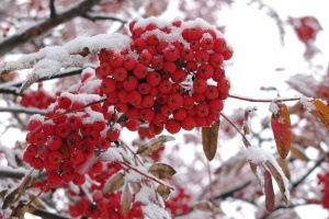 Рябина для настойки на коньяке